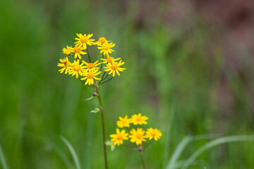 yellow wild flowers