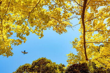 【横浜 山下公園付近】イチョウの並木道