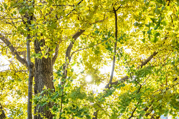 【横浜 山下公園付近】イチョウの並木道