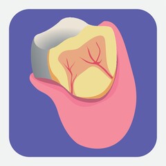 tooth anatomy