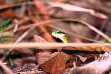 false parrot snake 2