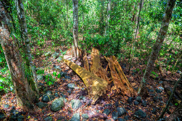 Remains of tree fall on the Atherton Tablelands in Tropical North Queensland, Australia
