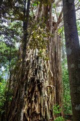 Tall curtain fig on the Tropical North Queensland, Australia