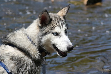 siberian husky puppy