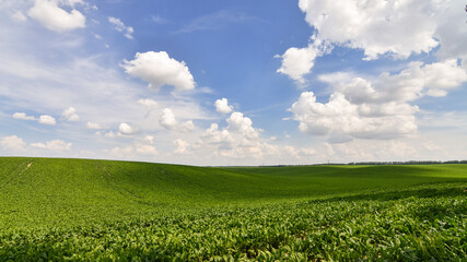 Fototapeta na wymiar Endless green field of sweet sugar beet growing with blue sky background