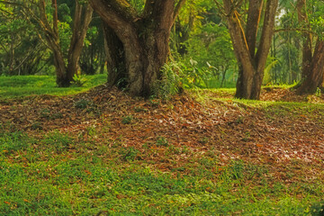 shady glen with fallen leaves