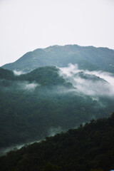 Ethereal fog flowing over the forested mountain side, south of Taipei City, Taiwan (portrait)