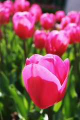 red tulips in the garden