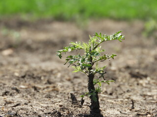 young corn plant