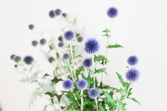 ルリタマアザミ」の写真素材 | 224件の無料イラスト画像 | Adobe