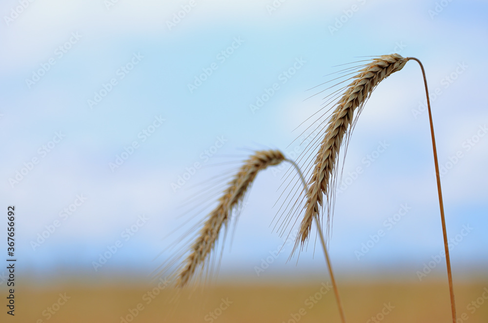 Wall mural two ears of wheat against the blue sky close-up