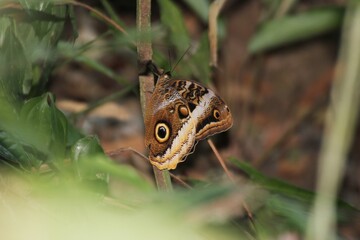 owl butterfly 2
