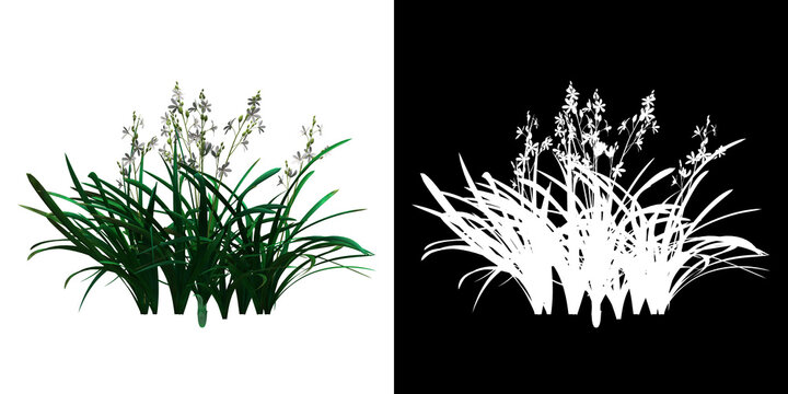 Left view of floral plant (Anthericum ramosum) png with alpha channel to cutout 3D rendering