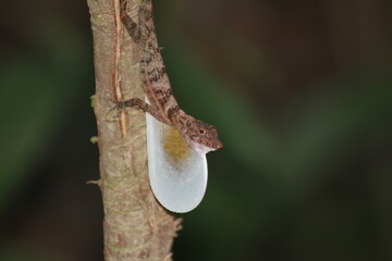Anolis lizard displaying dewlap