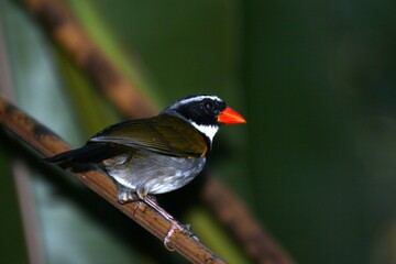 orange billed sparrow 3
