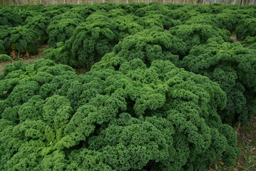 Close up of green curly kale plant in a vegetable garden.