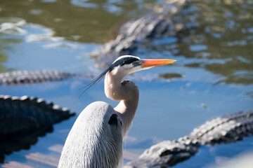 great blue heron with aligators