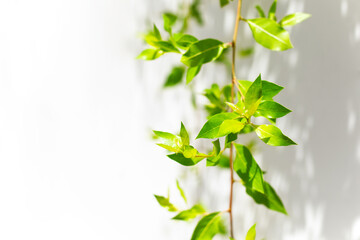 Close up of green leaves of hanging tropical liana against white wall background with copy space for text