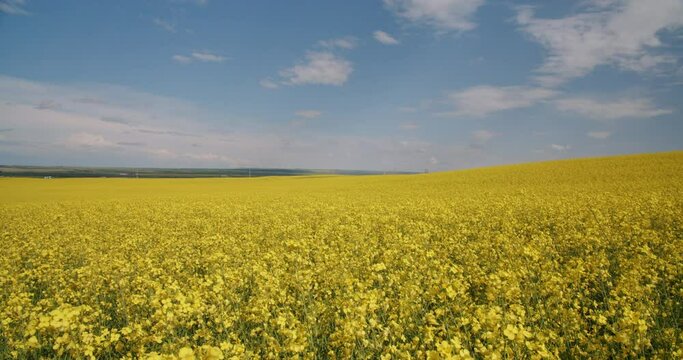 Beautiful Bright Yellow Canola Fields in Lethbridge Alberta Canada, Canola Oil, Farmland Agricultural 