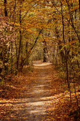 Fototapeta na wymiar autumn in the woods