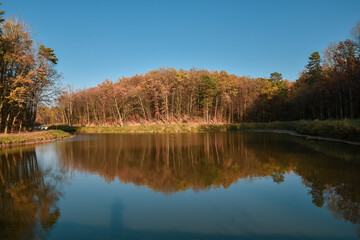 Trees with yellow leaves reflected in the lake surface in the forest