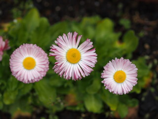 Obraz premium ヒナギクの花のアップ