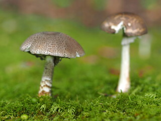 ヘビキノコモドキのアップ