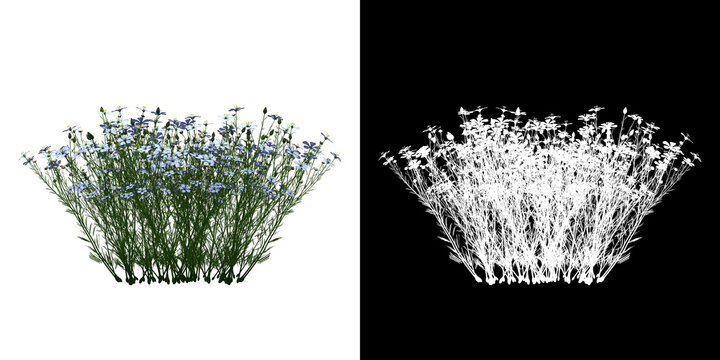Front view of floral plant (Linum perenne) png with alpha channel to cutout 3D rendering