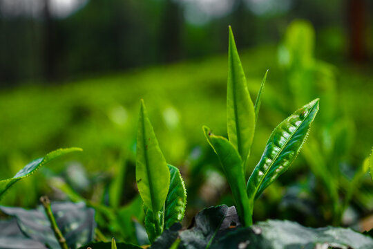 Tea leaf green ready to  harvest from a plantation