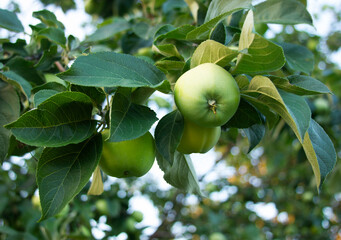 Green apples on the tree at the orchard. Three clear fruits on the branch apple-tree