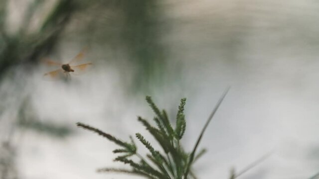 Orange dragonfly catching small insect prey in mid air slow motion