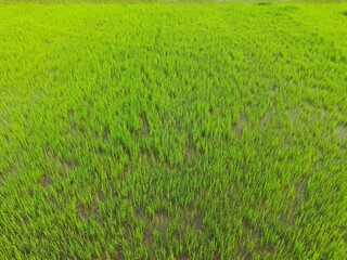 Fototapeta na wymiar Paddy field the rain season in India. Beautiful landscape and green rice field in the countryside. Young rice growing in the paddy field. Close up of growing rice plant. Paddy farm in Jharkhand India