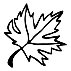 Vector isolated element, maple leaf. Hand drawn doodle.