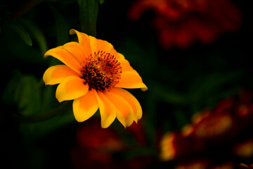 a bright yellow orange fire flower against a background of blurred red flowers
