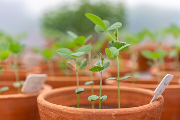plants germination on pots close up