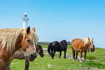 【青森県下北半島尻屋崎】白亜の尻屋崎灯台と寒立馬のいる風景