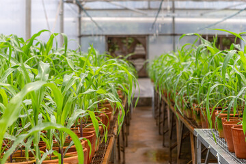 greenhouse irrigation watering plants on pots