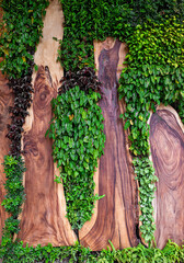 Vertical landscaping on the wooden wall.