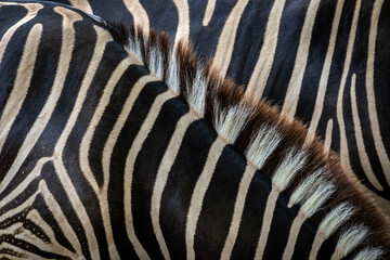Colorful patterns of zebra skin.