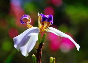 Íris flower