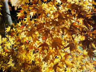 金沢　兼六園　夜景