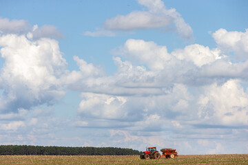 Fototapeta premium Rows of young soy plants in a field on a background with a blue sky and clouds