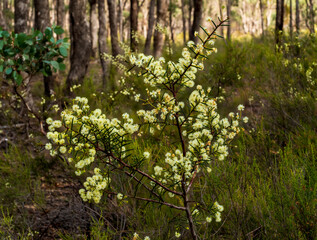 Fototapeta na wymiar Yellow flowers of the Spreading Wattle shrub (Acacia genistifolia)