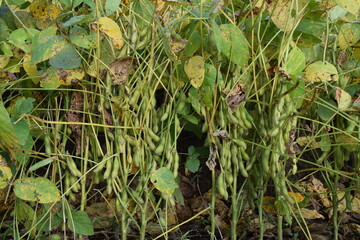 だだちゃ豆の畑 枝豆の王様 山形県鶴岡市