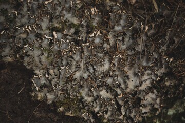 tree bark