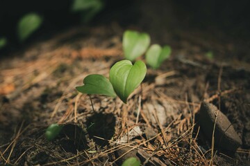 Plant floor