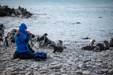 Photographing baby Fur Seals, Fortuna Bay, South Georgia