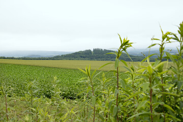 北海道の風景、そば畑