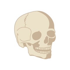 human skull