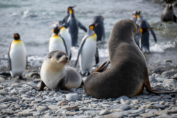 Obraz premium baby fur seal, Fortuna Bay,